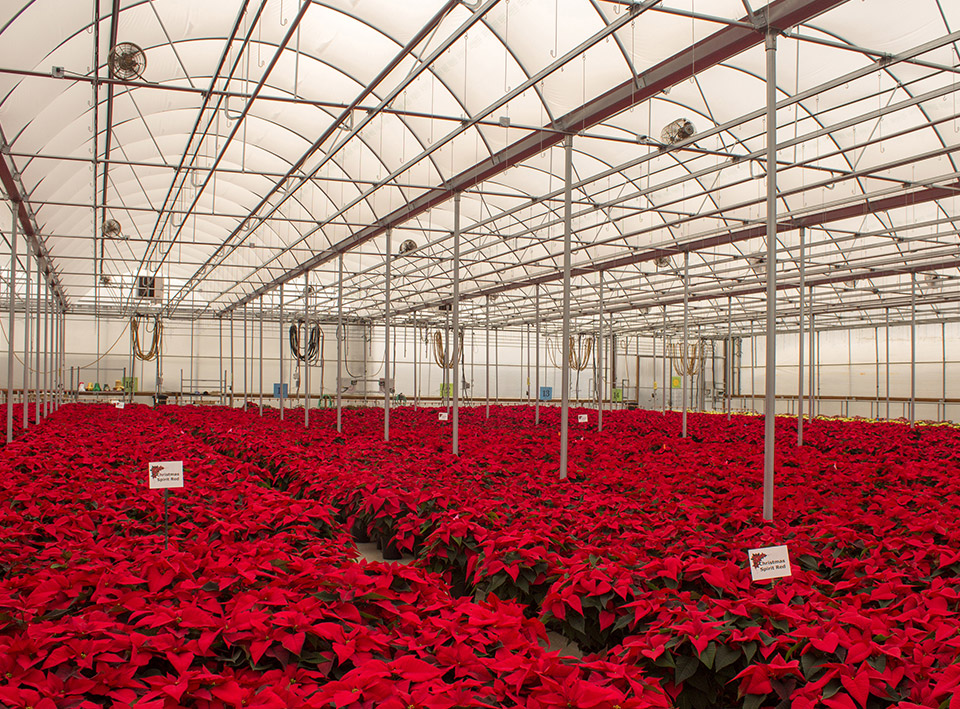 Polytunnel greenhouses PRO from Dancover. Buy commercial polytunnel greenhouses here.